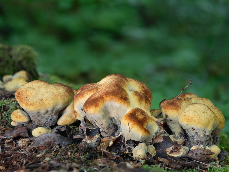 Phaeolus schweinitzii